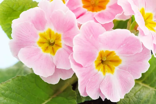 Pink primrose — Stock Photo, Image