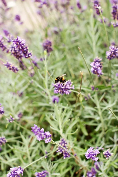 Flores de lavanda — Fotografia de Stock