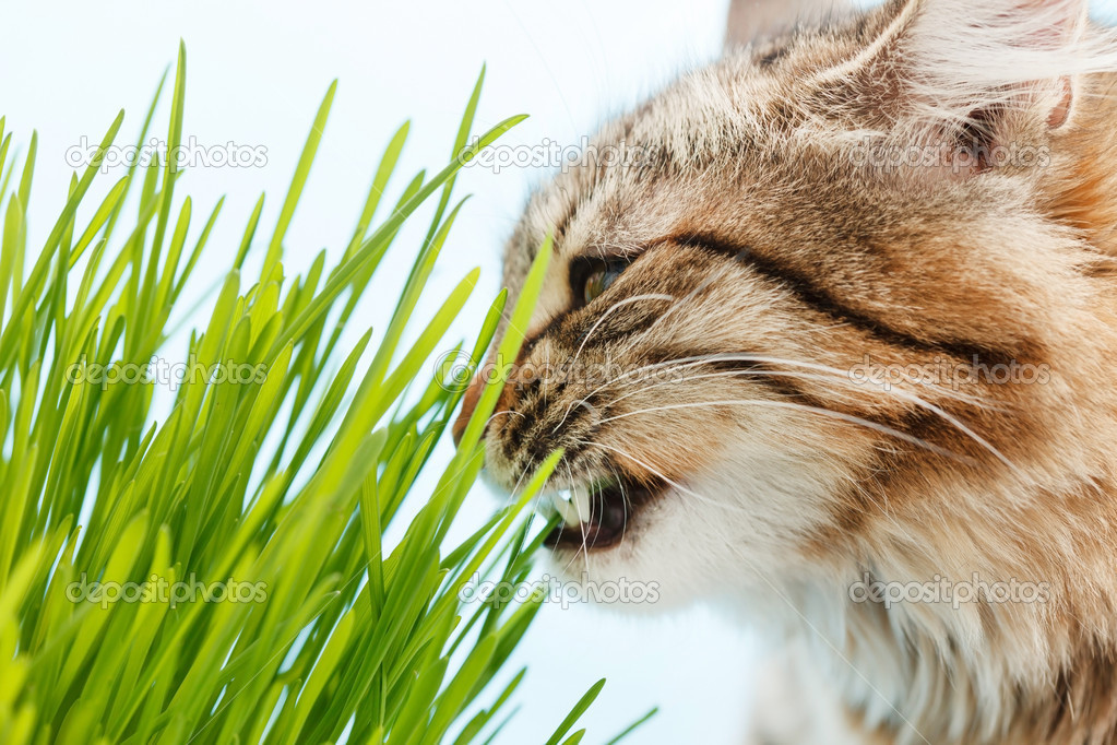 cat eating the grass — Stock Photo © Shebeko 20533763