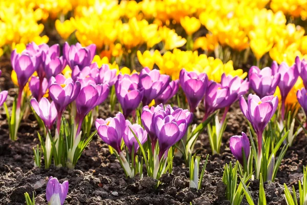 Blomväxter — Stockfoto