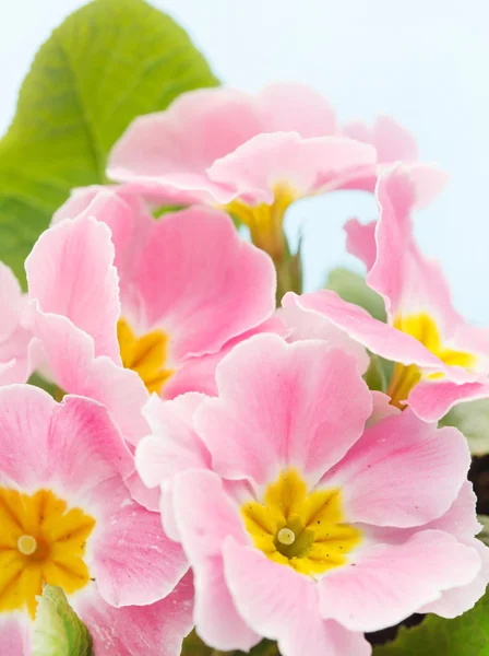 Pink primrose — Stock Photo, Image