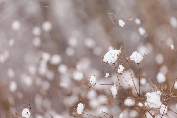 Zima ładny — Zdjęcie stockowe