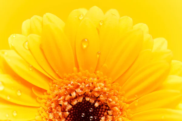 Trevlig gerbera — Stockfoto