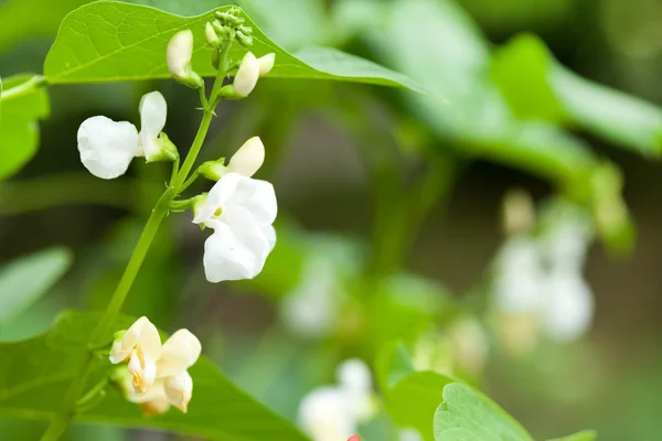 Bean bloemen — Stockfoto