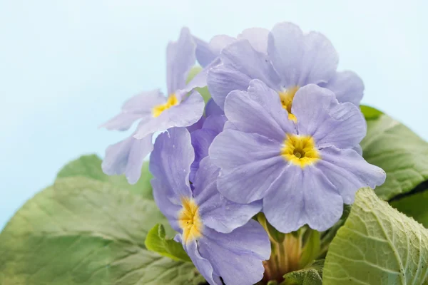 Mavi çuha çiçeği — Stok fotoğraf