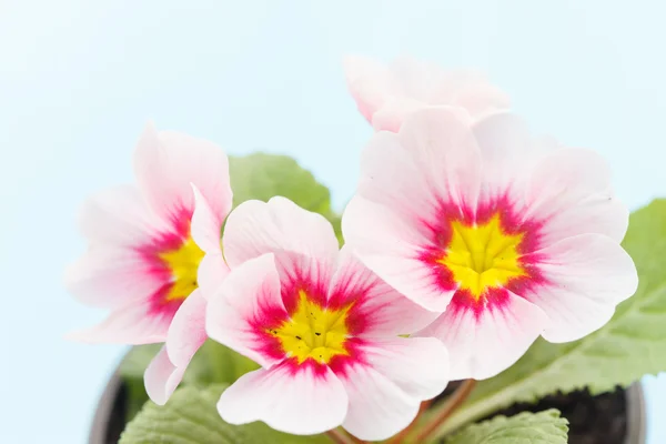 Rosa primrose — Stockfoto