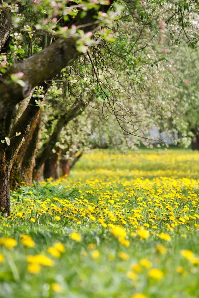 Jardim de primavera — Fotografia de Stock