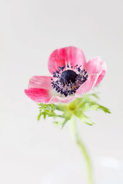 Flor de anêmona — Fotografia de Stock