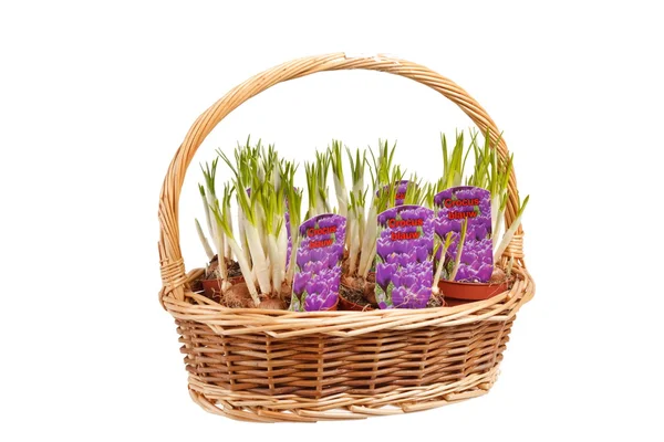 A young hyacinths — Stock Photo, Image