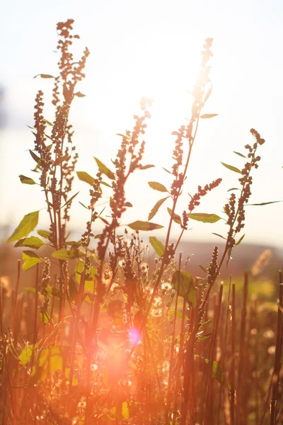 Letnie rośliny na zachód światło — Zdjęcie stockowe