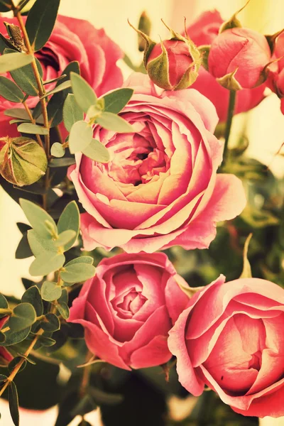 Rosa Rosen — Stockfoto