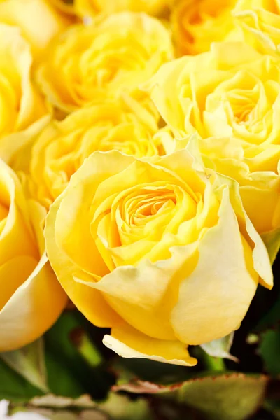 Beautiful roses — Stock Photo, Image