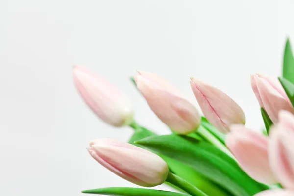 Bonitos tulipanes — Foto de Stock