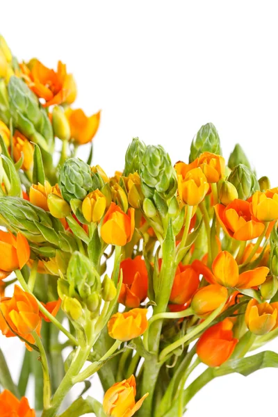 Orange freesia — Stockfoto