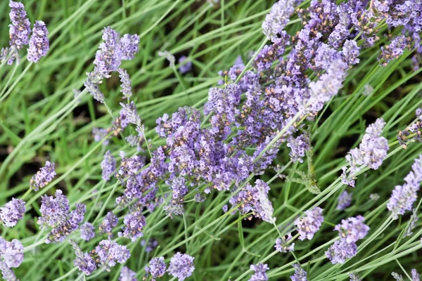 Lavender flowers — Stock Photo, Image