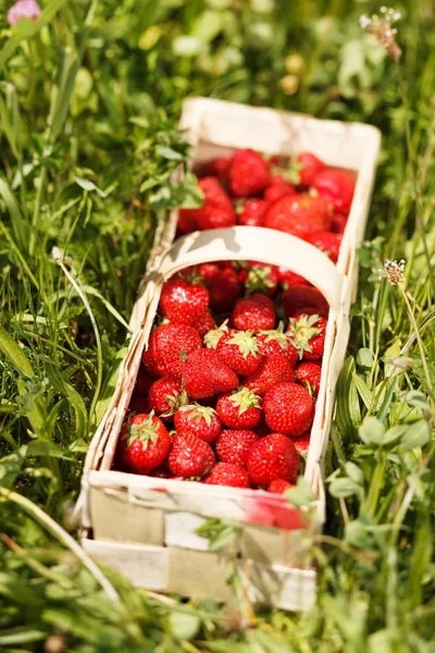 Erdbeeren im Korb — Stockfoto