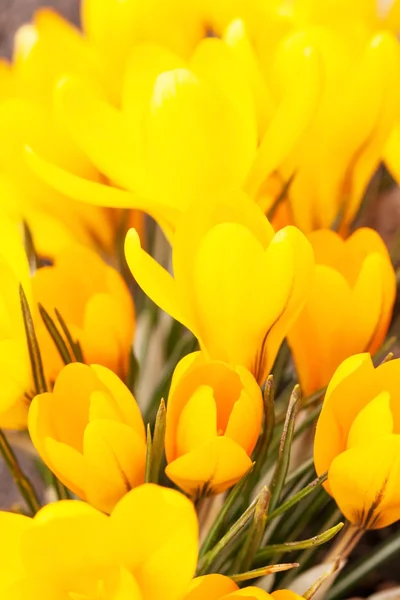 Spring flowers — Stock Photo, Image