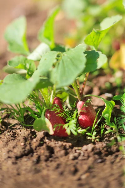 Red radish in bed — Stock Photo, Image