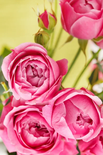 Rosas cor de rosa — Fotografia de Stock