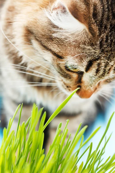Katt som spiser gress – stockfoto