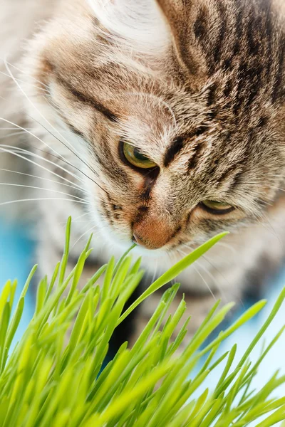 Katt som spiser gress – stockfoto