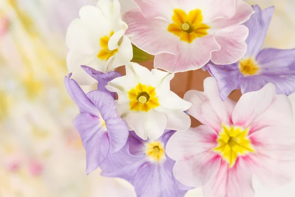 Flores de primavera — Foto de Stock