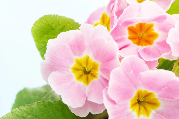 Pink primrose — Stock Photo, Image