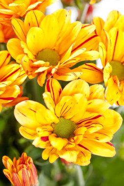 kasımpatı çiçekleri