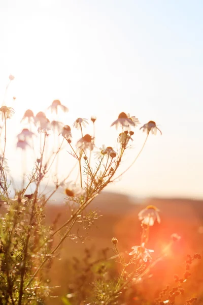 Yaz bitkiler, günbatımı ışığı — Stok fotoğraf