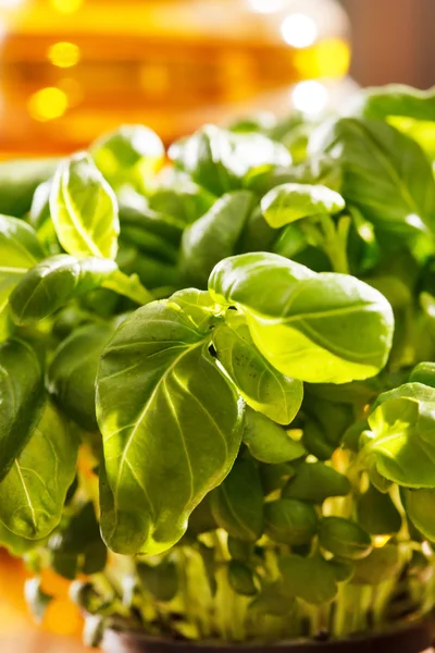 Albahaca en la olla — Foto de Stock