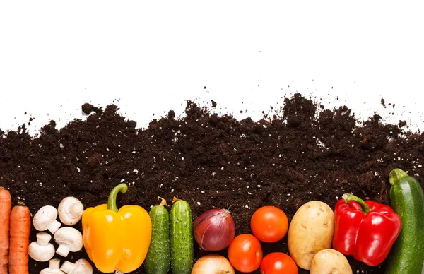 Vegetables on the soil — Stock Photo, Image