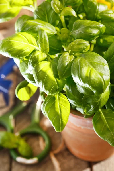 Albahaca en la olla — Foto de Stock