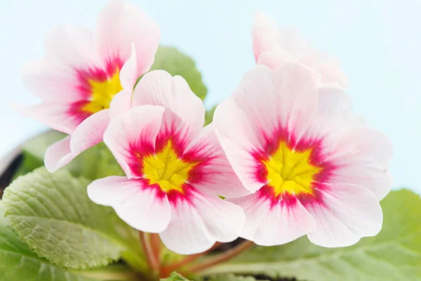 Pink primrose — Stock Photo, Image