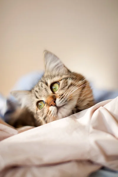 Kedi rahatlar ve yatakta rüya görür.