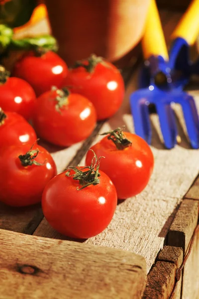 Fresh tomato on wood background — Stock Photo, Image