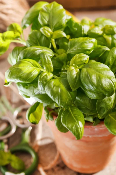 Albahaca en la olla — Foto de Stock