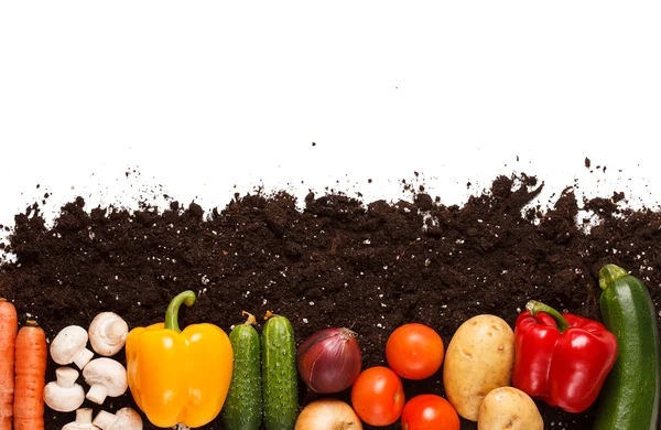 Овощи на почве — стоковое фото