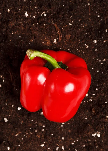 Pepper on the soil — Stock Photo, Image