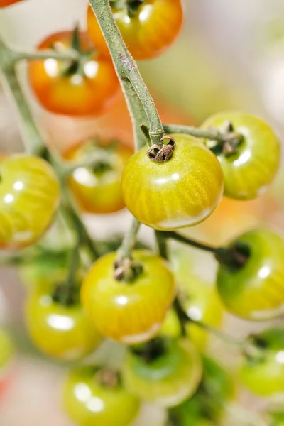 Garden tomatoes — Stock Photo, Image