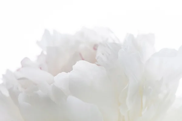 White peony — Stock Photo, Image