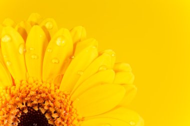 Güzel gerbera