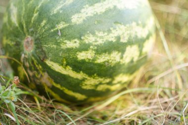 karpuz alanında büyüyor