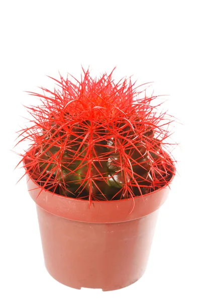 Cactus en una olla — Foto de Stock