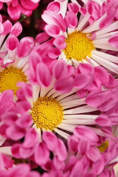 Chrysanthemums as background — Stock Photo, Image