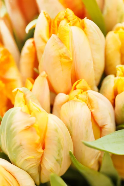 Nice tulips — Stock Photo, Image