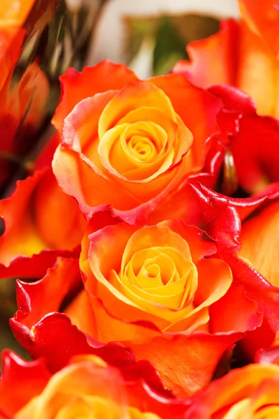 Ładne róże — Zdjęcie stockowe