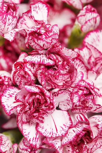 Carnation bouquet — Stock Photo, Image