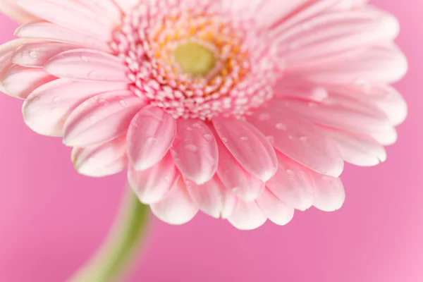 Trevlig gerbera — Stockfoto