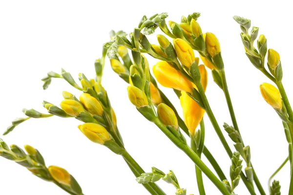 Gul freesia — Stockfoto