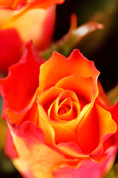 खूबसूरत गुलाब — स्टॉक फ़ोटो, इमेज